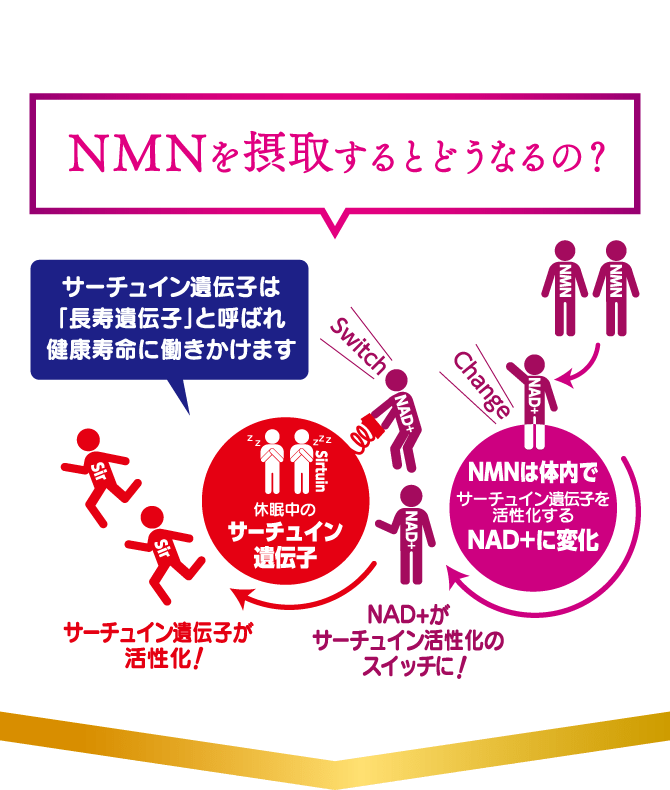 NMNを摂取するとどうなるの？