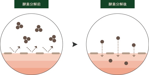 酵素分解することで分子粒が小さくなり消化吸収をサポートします。